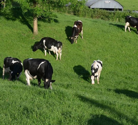 Teagasc in bid to take over major new dairy farm in Cork