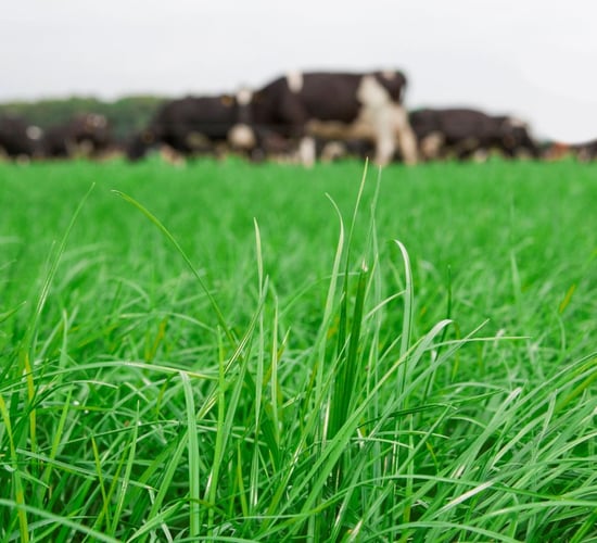 'It's no good growing grass if it can't be grazed clean'