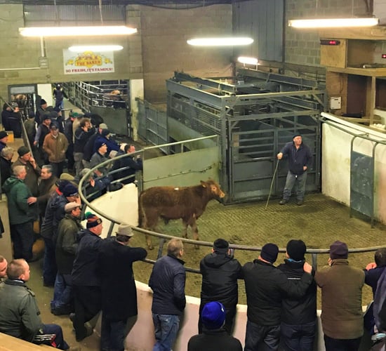 Cattle marts: Farmers on the hunt for lighter 'grass' stock