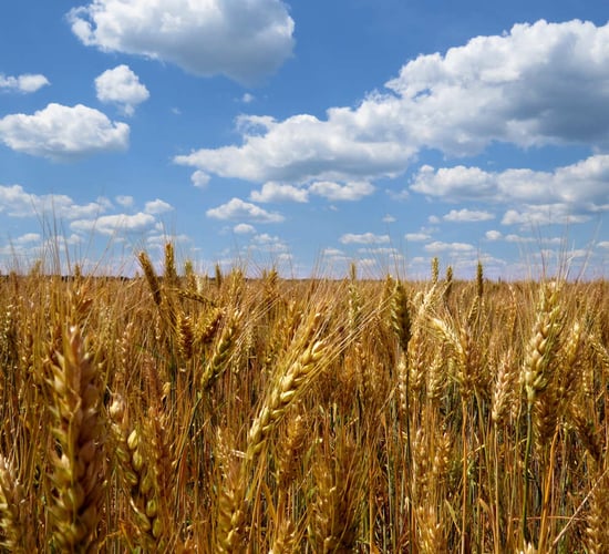Teagasc organises 8 organic tillage farm walks from next week