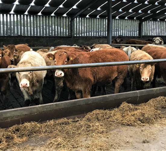 How prevalent was liver fluke in Irish cattle in 2017?