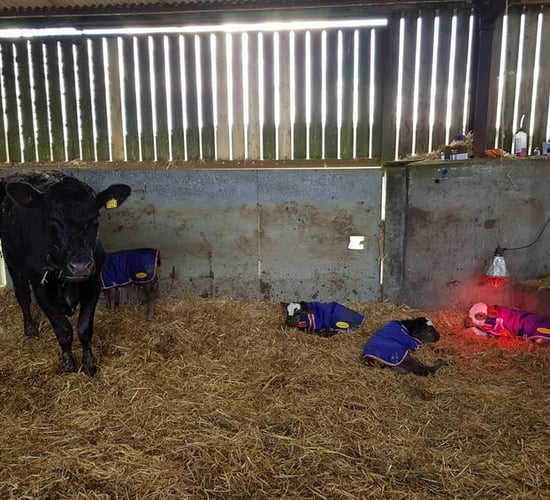 Meet the 1 in 11 million calves from Co. Down