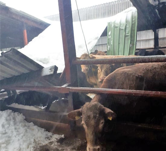 Storm Emma cost FBD nearly €7 million in claims