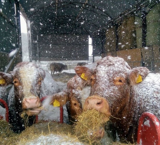 Snow-ice warnings issued ahead of wintry weekend