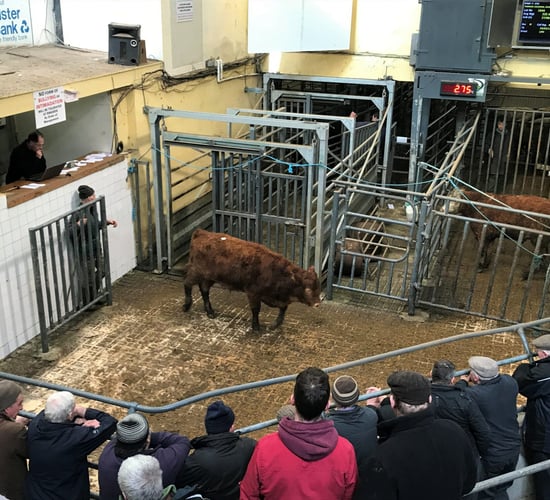 Pics and prices: Bullocks trade to a top price of €1,535 at Tullamore Mart
