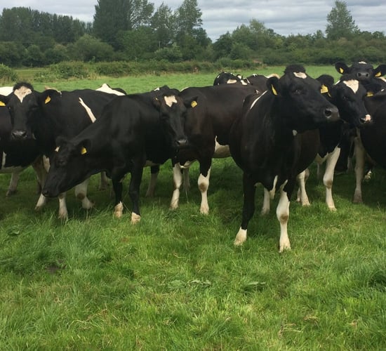 Leptospirosis: A risk to your herd and your health