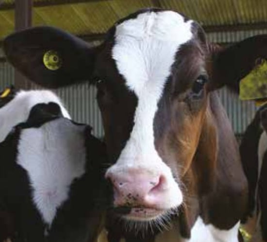 Milk replacer facility investment worth €3.3 million announced