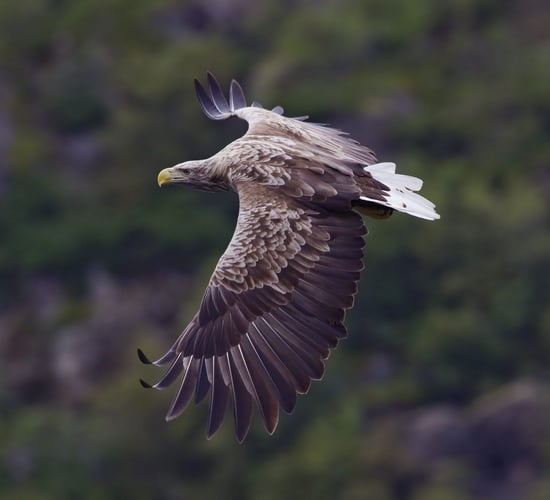 'Once driven to extinction through human persecution' - eagles released into the wild