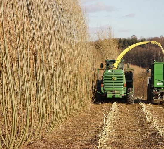 Energy crops are a distraction for Irish farmers