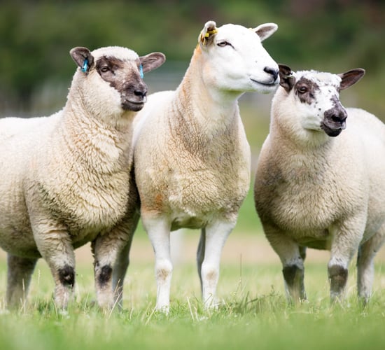 Sheep farmers missing out on more than £5 million on lamb value