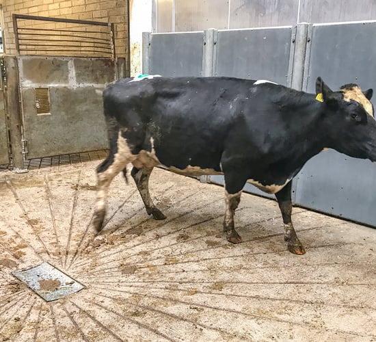 '3% higher culling rate from such a small disease'
