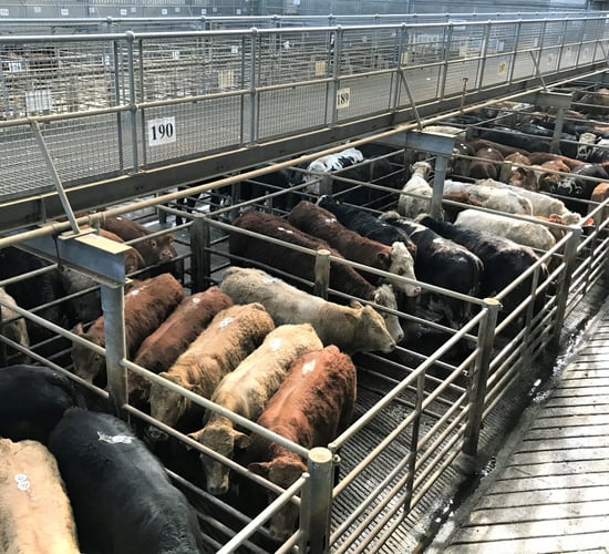 Cattle marts: Cull cows prove popular as agents and farmers remain busy