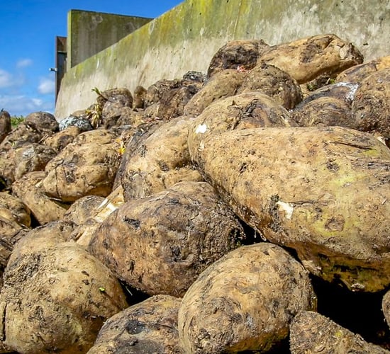 Interview: Details on beet industry revival - 'a rare opportunity'