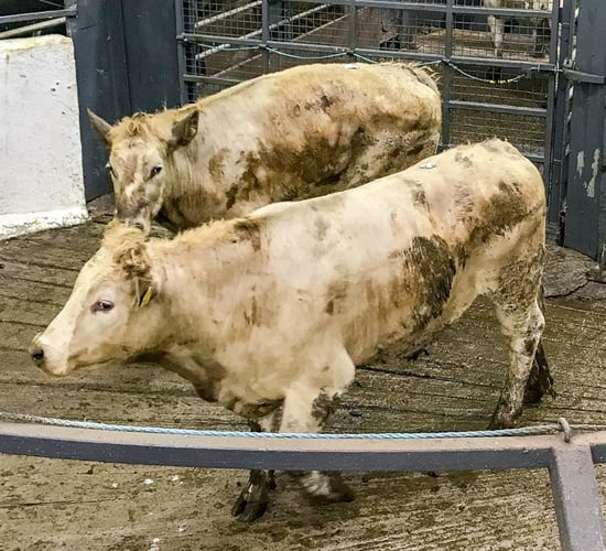 Pics and prices: Bullocks sell to a top price of €1,780 at Carnaross Mart
