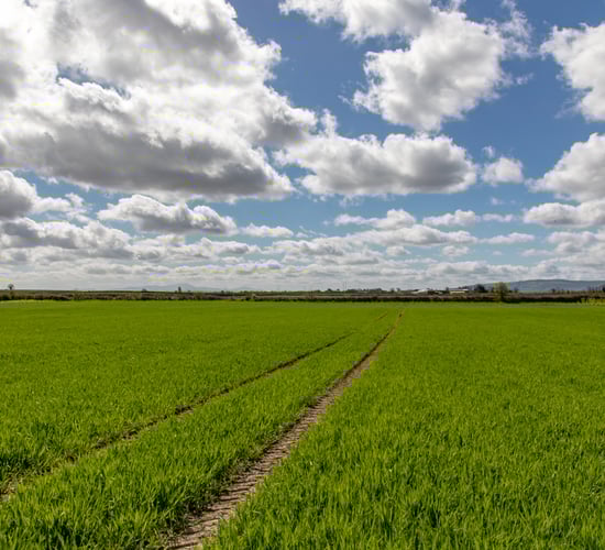 Malting, straw and feed demand...factors affecting tillage income