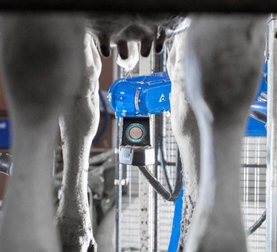 Robotic milking 'helps breed trouble-free cows' - study