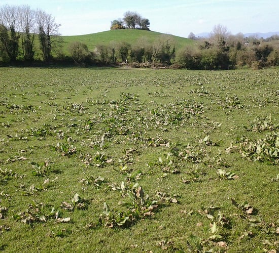 How much will weeds challenge output from grass after a difficult spring?