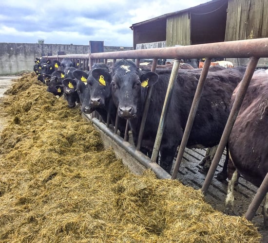 From contracting to milking 200 cows: The role drafting plays on one Co. Laois farm