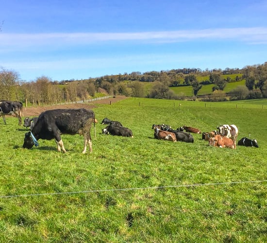 Worrying fertility statistics from herds in the Cavan/Monaghan region