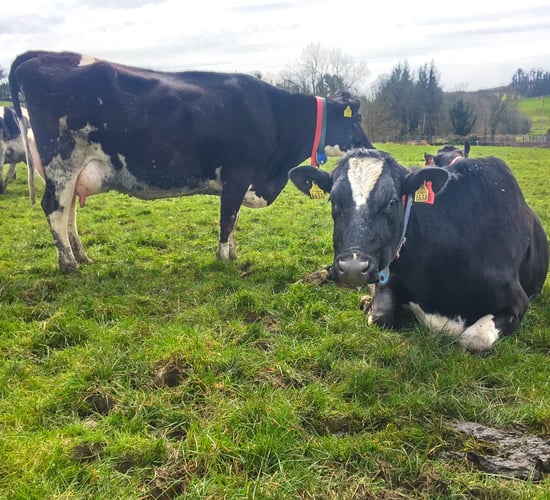 Dairy focus: What's been achieved in 14 years at Ballyhaise?