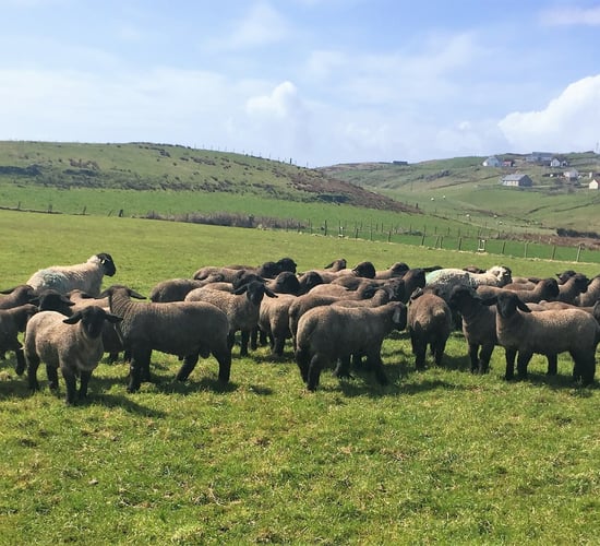 Sheep focus: Success with Suffolks at Malin Head