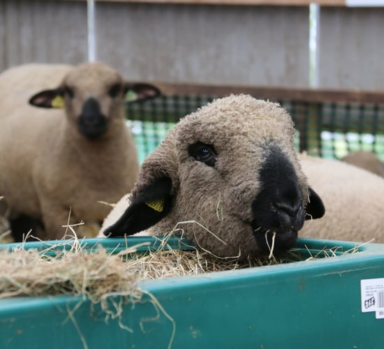 Northern fodder prices soar as weather pressure continues