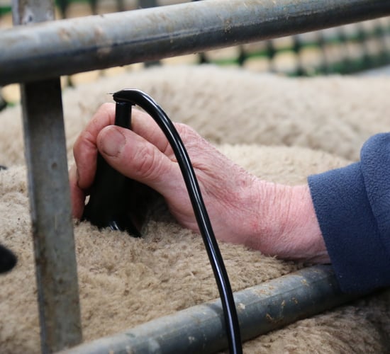 Performance recording linked with lower emission flocks