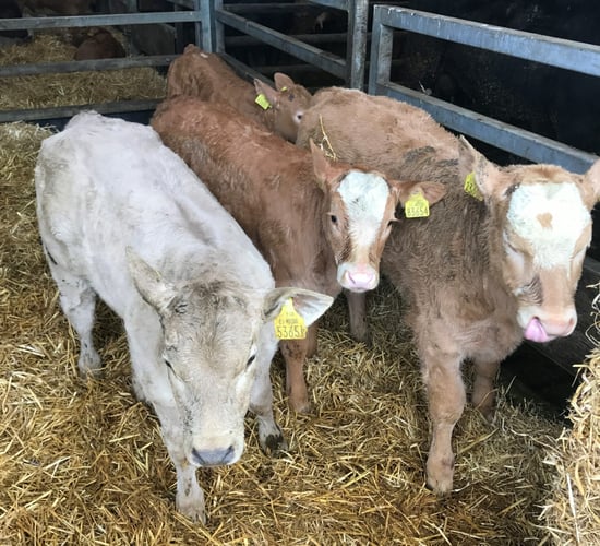 Beef calf registrations fall by over 15,000 head on 2017 levels