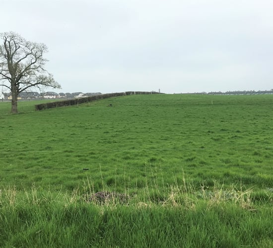Should I graze my silage ground or close it up?