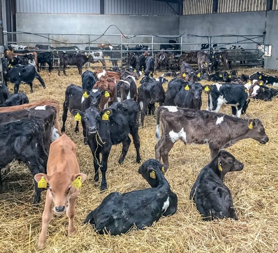 Beef focus: Making the switch to dairy calf-to-beef in Co. Longford