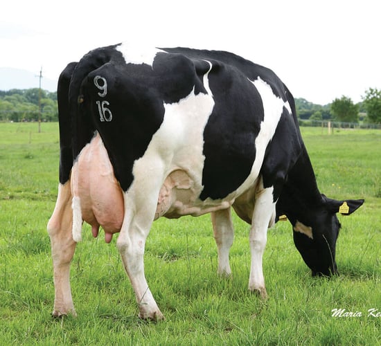 'Breeding cows is a long-term project'