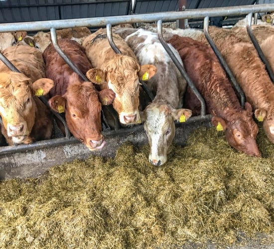 Have you clipped your cattle yet?