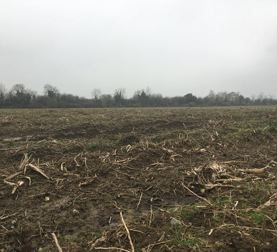 IFO: 'Outrage' at lack of ash dieback compensation