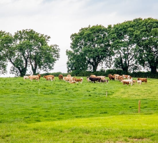 325 herds restricted for tag, registration and movement breaches