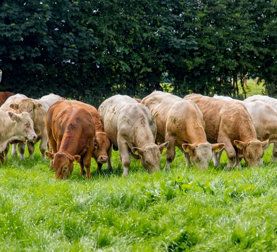 Upcoming Beef Seminar: What will be discussed?