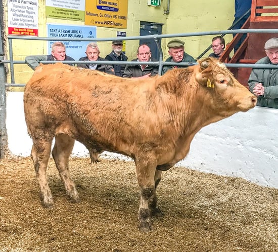 Pics and prices: 'Grass buyers' drive the trade at Delvin Mart