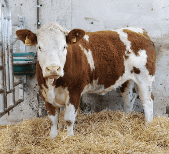 High-maternal heifers to go under the hammer at Ballybay Mart