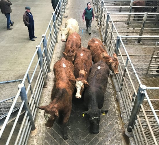 Pics and prices: Lighter continental stock in demand at Kilkenny Mart