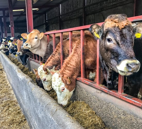 Beef focus: Self sufficiency boosts profit on beef enterprise in Co. Kilkenny