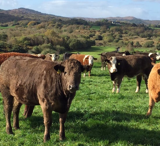 How do I get my replacement heifers back on track to calve at 24 months?