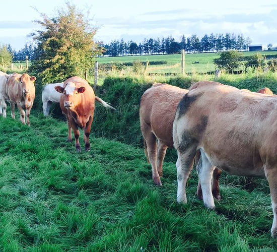 Beef price: How does Ireland compare with Europe after price cuts?