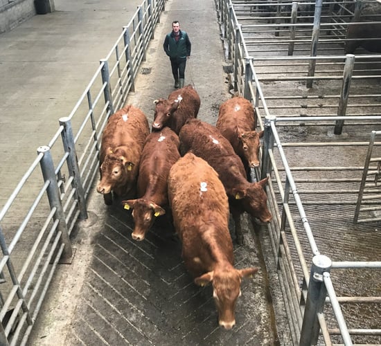 Cattle marts: Cull cows hold steady, but short-keep prime stock under pressure