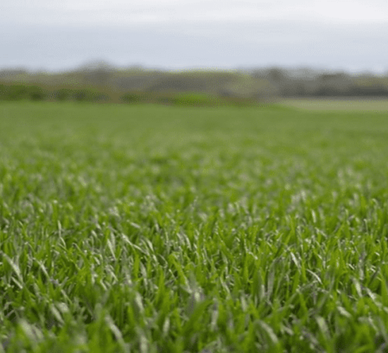 Developing an effective disease control programme this season