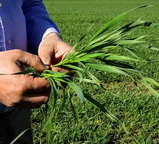 CROPS WATCH: Winter wheat flying through growth stages