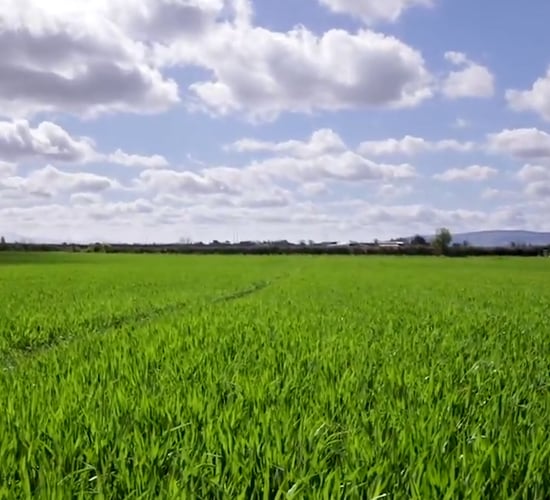 CROPS WATCH: Stressed crops needs nutrition