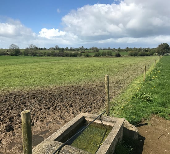 What grass covers should I be turning my cattle into?