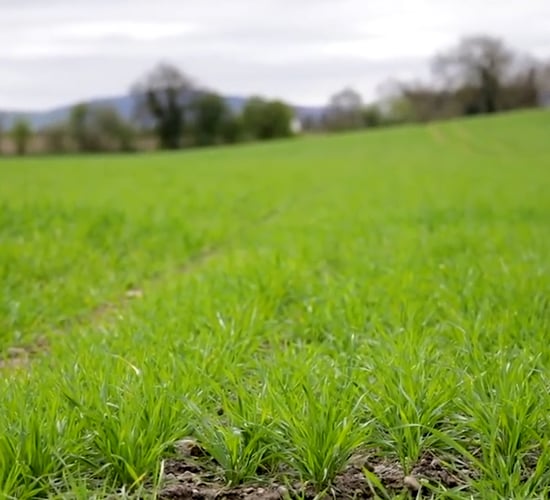 CROPS WATCH: Dealing with different winter wheat crops in 1 field