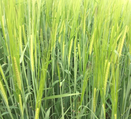 Tillage: Establishment rates of 85% for spring cereals