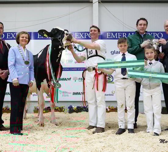 Hallow Holsteins hoover up at Emerald Expo