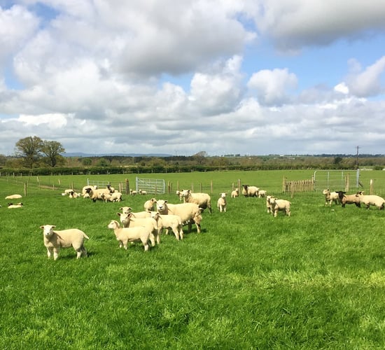 Sheep focus: 'To make a living out of sheep, you need to have output'